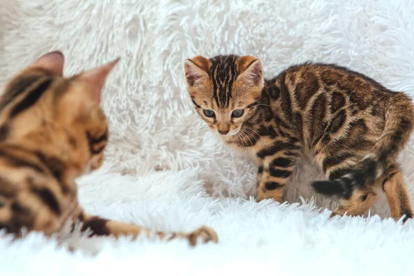 Två Söta Bengaliska Kattungar Guld Och Korokol Färg Spela Och — Stockfoto