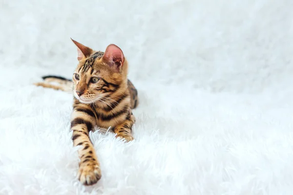 Fiatal Aranyos Bengáli Cica Macska Feküdt Fehér Háttér Fénymásolási Hely — Stock Fotó