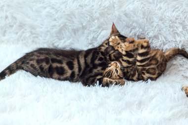 İki sevimli Bengal kedisi, altın ve korokömür rengi. Beyaz arka planda oynuyor ve kavga ediyorlar..