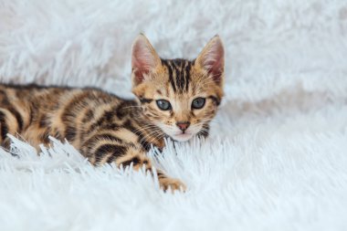 Beyaz arka planda yatan küçük Bengal kedisi. Boşluğu kopyala.