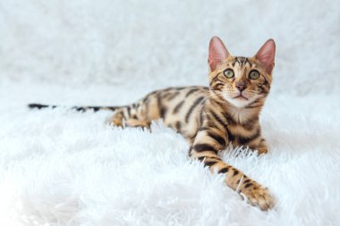 Beyaz arka planda yatan genç, şirin Bengal kedisi. Boşluğu kopyala.