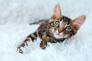 Beyaz arka planda yatan küçük kömür bükücü kedicik. Boşluğu kopyala.