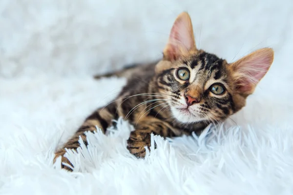 Little Charcoal Bengal Kitty Laying White Background Copy Space — Stock Photo, Image