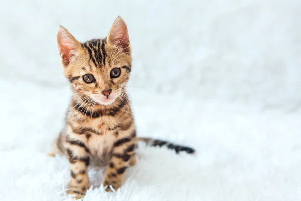 Pequeño Gatito Bengala Acostado Sobre Fondo Blanco Copiar Espacio —  Fotos de Stock