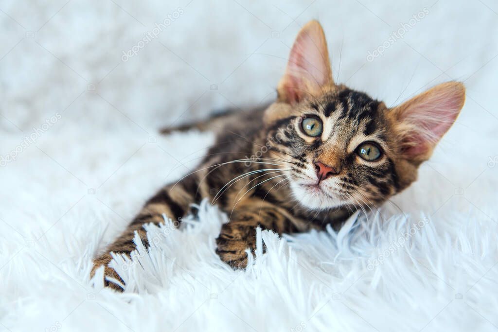 Little charcoal bengal kitty laying on the white background. Copy space.