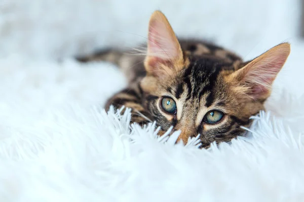 Kleine Houtskool Bengaalse Kitty Liggend Witte Achtergrond Kopieerruimte — Stockfoto