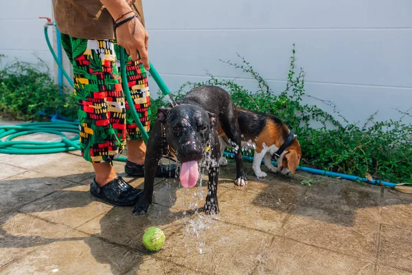 Szczęśliwy Uśmiech Młody Czarny Pitbull Pies Mycie Pod Strumieniem Wody — Zdjęcie stockowe