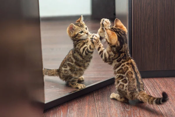 Pouco Bonito Gatinho Bengala Curioso Olhando Para Espelho Wodrobe Dentro Fotos De Bancos De Imagens