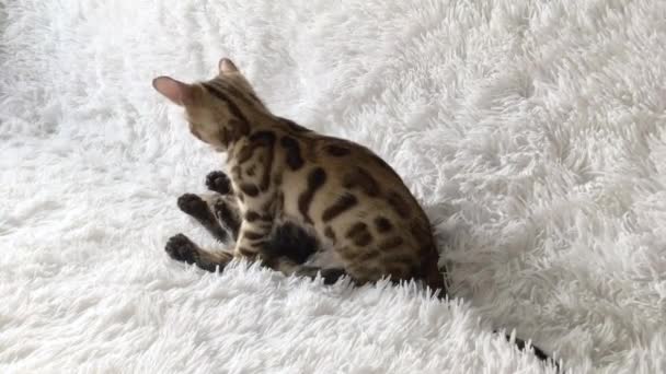 Twee schattige bengal kittens goud en chorocoal kleur spelen en vechten op de witte achtergrond. — Stockvideo