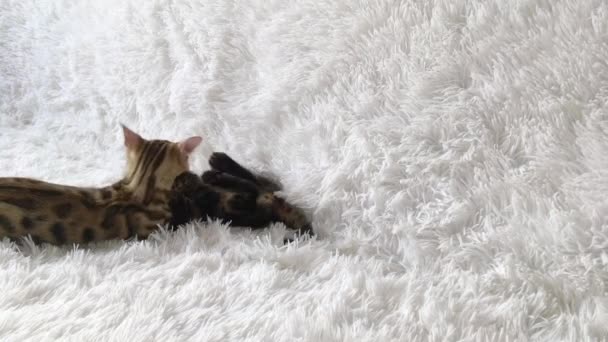 Twee schattige bengal kittens goud en chorocoal kleur spelen en vechten op de witte achtergrond. — Stockvideo