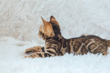 Beyaz arka planda yatan küçük Bengal kedisi. Boşluğu kopyala.