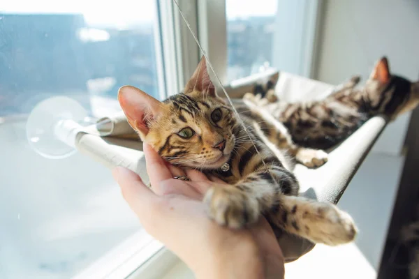 머리를 고양이의 침대에 귀여운 고양이 창가에 고양이를 — 스톡 사진