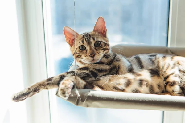 かわいい猫が猫の窓のベッドの上に寝そべって部屋を見ている 窓の猫のための日当たりの良い席 — ストック写真