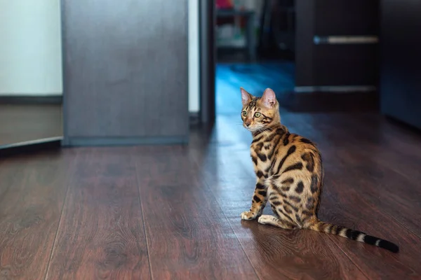 Jovem Bonito Bengala Gato Com Pele Manchada Sentado Chão Sala — Fotografia de Stock