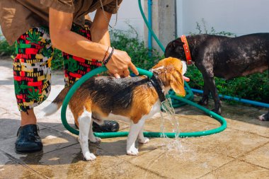 Mutlu gülümseyen genç av köpeği dışarıda su altı jetini yıkıyor.