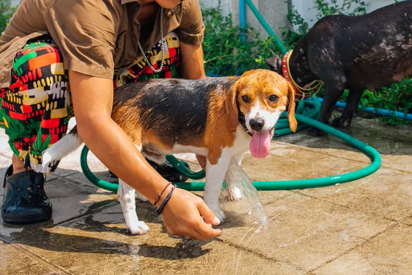 Szczęśliwy Uśmiech Młody Pies Beagle Mycie Pod Strumieniem Wody Zewnątrz — Zdjęcie stockowe