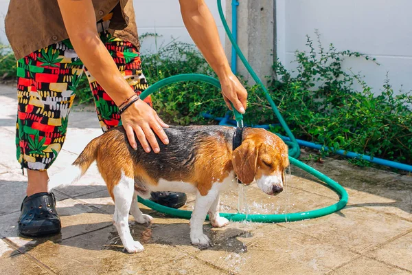 Szczęśliwy Uśmiech Młody Pies Beagle Mycie Pod Strumieniem Wody Zewnątrz — Zdjęcie stockowe