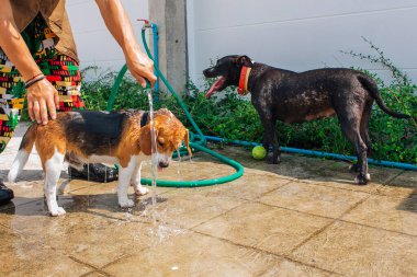 Mutlu gülümseyen genç av köpeği ve pitbull köpeği açık havada su jetini yıkıyorlar.