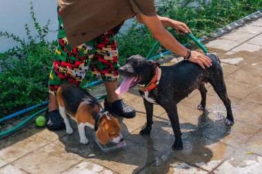 Mutlu gülümseyen genç av köpeği ve pitbull köpeği açık havada su jetini yıkıyorlar.