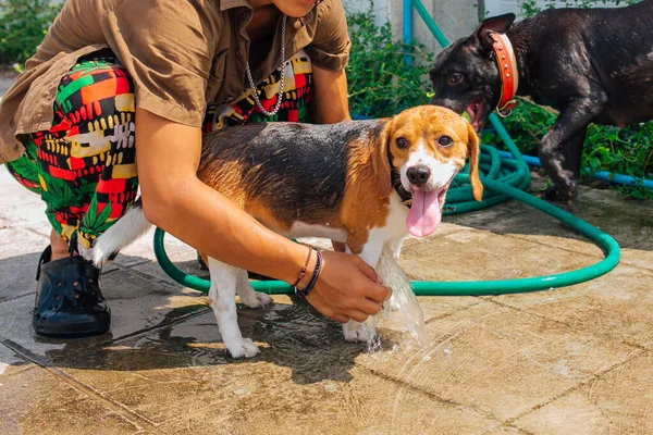 Happy smiling young beagle dog washing under water jet outdoors