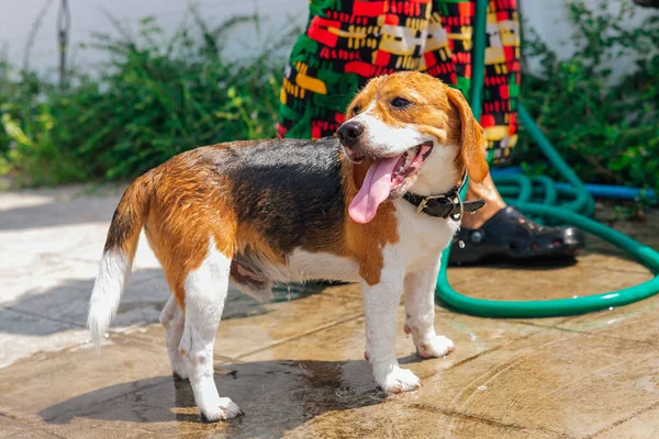 Happy smiling young beagle dog washing under water jet outdoors