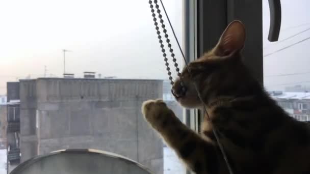 Schattig bengal kitten zitten op de vensterbank en spelen met sunblind — Stockvideo