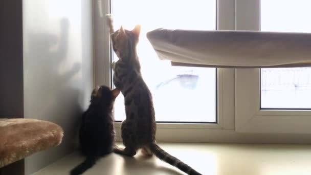 Két aranyos bengáli cica ül az ablakpárkányon és játszik a napvakkal. — Stock videók