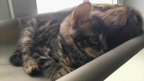 Aranyos kis faszén bengáli cica macska feküdt a macskák ablak ágy figyel a szobában. — Stock videók