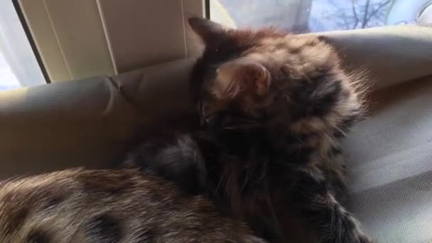 Симпатичная кошечка-бенгалька лежит на кошачьей кровати и облизывает себя. . — стоковое видео