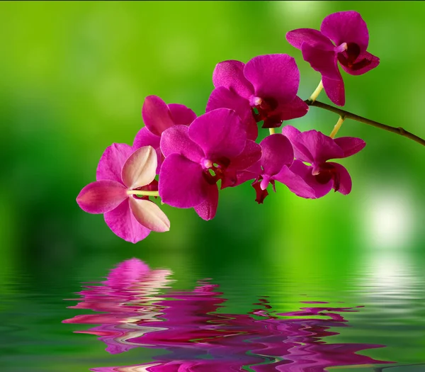 Vackra orkidé och vatten ytan — Stockfoto