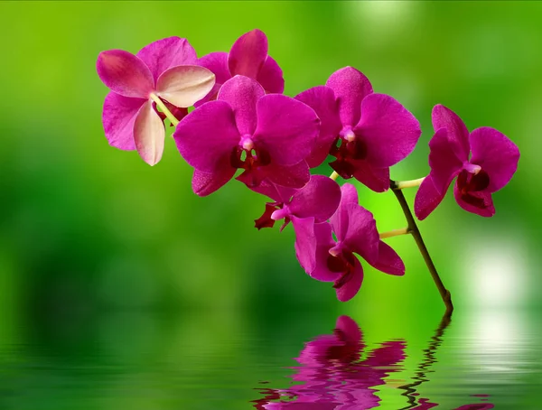 Bela superfície de orquídea e água — Fotografia de Stock