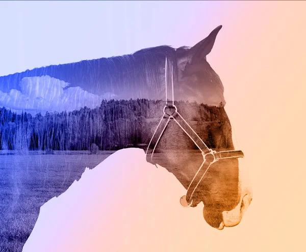 Double exposure horse — Stock Photo, Image