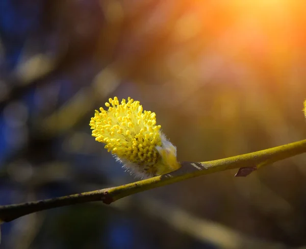 Lkbaharda Çiçek Açan Keçi Söğüt Salix Caprea Detay — Stok fotoğraf