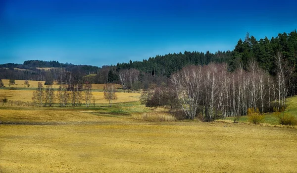 Spring Landscape Trees Forests Meadow Blue Sky — Stock Photo, Image