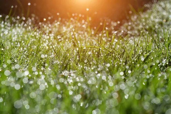 Ідилічний Літній Ранок Саду Водяні Краплі Роси Зеленій Траві Сонячними — стокове фото
