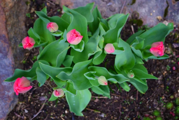 Detalhe Tulipas Jardim Verão Com Raios Sol — Fotografia de Stock