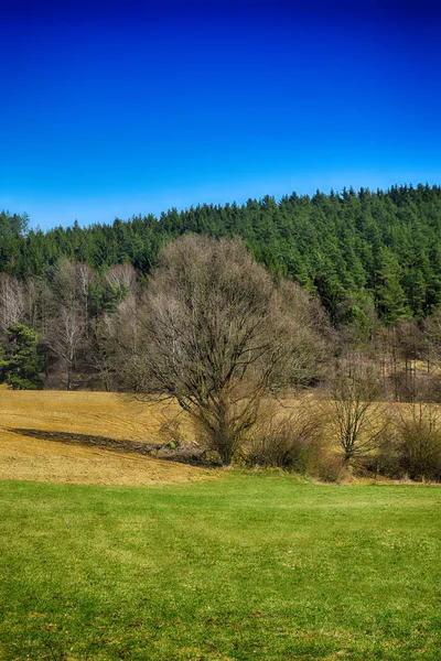 Frühlingslandschaft Mit Bäumen Wäldern Wiese Blauem Himmel — Stockfoto