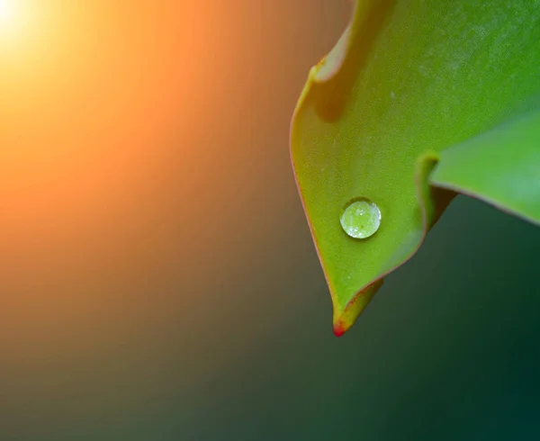 Vattendroppe Blad Efter Regn Bakgrund Med Solens Strålar — Stockfoto