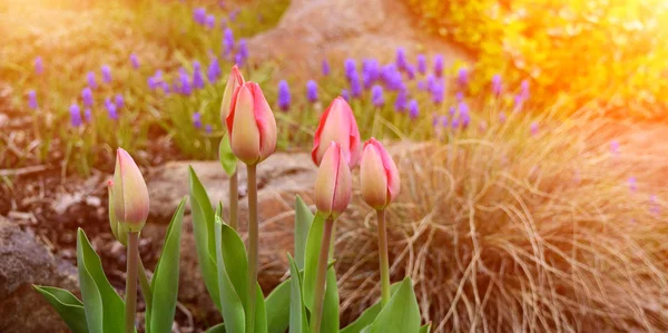 Detalle Tulipanes Jardín Verano Con Rayos Sol —  Fotos de Stock