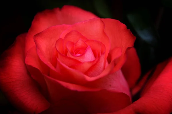 Joli Détail Macro Rose Rouge Amour Fond Valentin — Photo