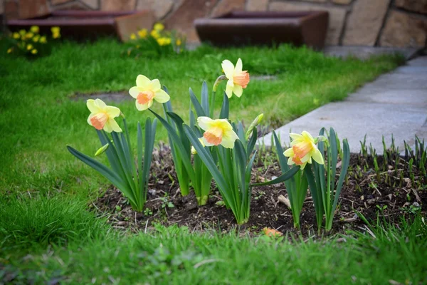 Bir Demet Nergis Bahar Bahçe Ayrıntı Çiçek Nergis — Stok fotoğraf
