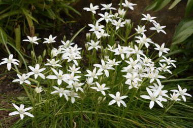 Beyaz çiçek çiçek yatakta 