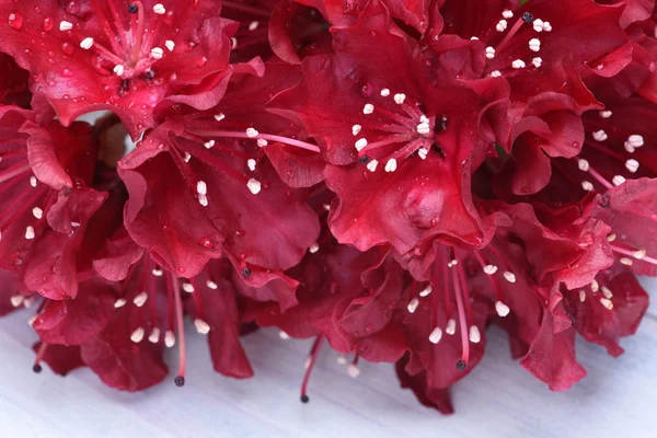 Ροδόδενδρο λουλούδια σε ένα ξύλινο ταμπλό με — Φωτογραφία Αρχείου