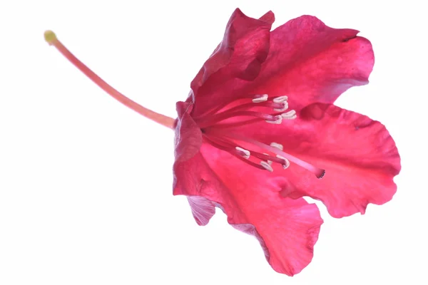 Flor de pétalo de rododendro — Foto de Stock