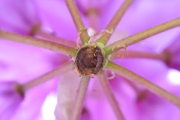Makro av rosa blomma — Stockfoto