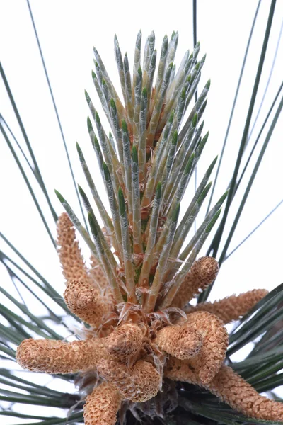 Male flowers of pine — Stock Photo, Image