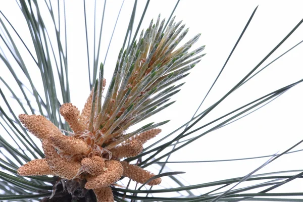 Male flowers of pine — Stock Photo, Image