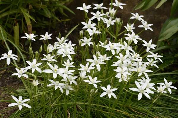 花のベッドの上の白い花 — ストック写真