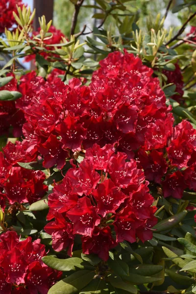Czerwone kwiaty rododendronu — Zdjęcie stockowe