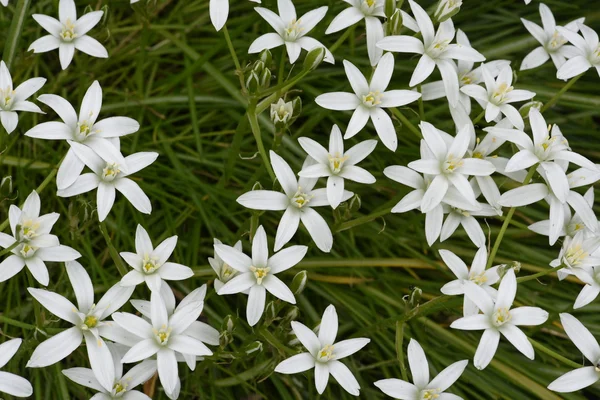 Flores blancas en lecho de flores — Foto de Stock